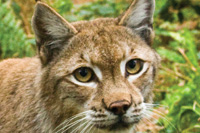 New Forest Wildlife Park